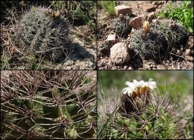 Gymnocalycium valnicekianum