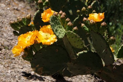 Opuntia elata RB3041 - Capilla del Monte nach San Marcos Sierra, Cordoba 950m