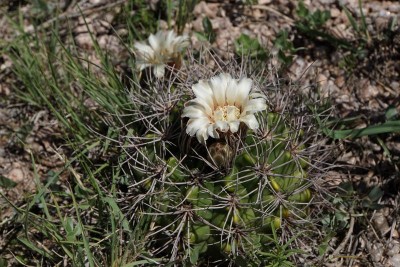 Gymnocalycium valnicekianum RB3040 - Capilla del Monte nach San Marcos Sierra, Cordoba 950m