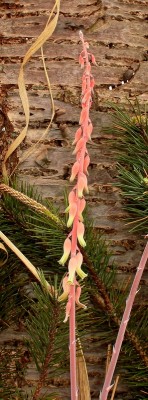 Gasteria 2010-184; Xanthorrhoeaceae (3).jpg