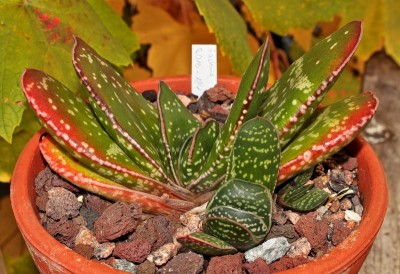Gasteria 2010-184; Xanthorrhoeaceae (1).jpg