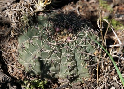 Gymnocalycium quehlianum RB3022 - Capilla del Monte, Dique El Cajon, Cordoba 985m