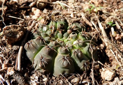 Gymnocalycium quehlianum RB3022 - Capilla del Monte, Dique El Cajon, Cordoba 985m