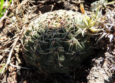 Gymnocalycium quehlianum RB3022 - Capilla del Monte, Dique El Cajon, Cordoba 985m