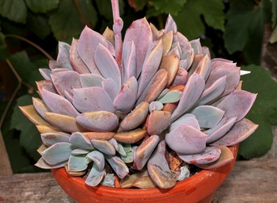 Graptoveria ´Debbi´ 2009-224; Crassulaceae (3).jpg