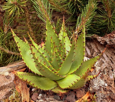 Aloe broomii 2010-190 (2).jpg