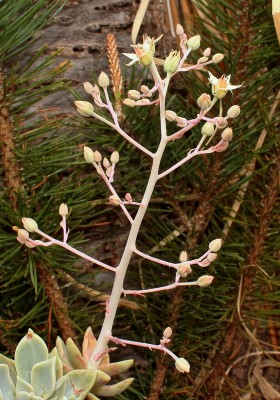 Graptosedum ´Merlin´; Crassulaceae (3).jpg