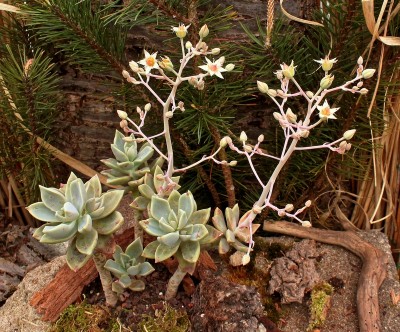 Graptosedum ´Merlin´; Crassulaceae (2).jpg