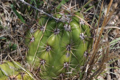 Trichocereus candicans RB3037 - Capilla del Monte nach San Marcos Sierra, Cordoba 965m