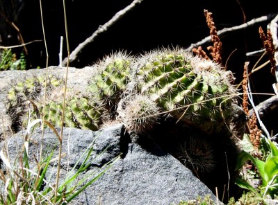 Acanthocalycium klimpelianum peitscherianum RB3026 - Capilla del Monte nach San Marcos Sierra, Cordoba 905m