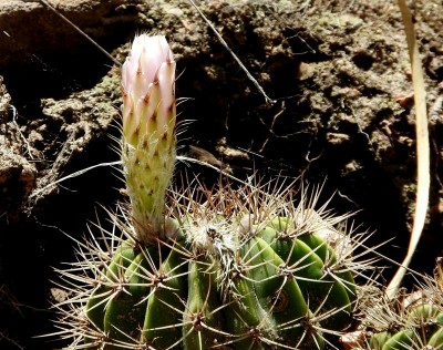 Acanthocalycium klimpelianum peitscherianum RB3026 - Capilla del Monte nach San Marcos Sierra, Cordoba 905m