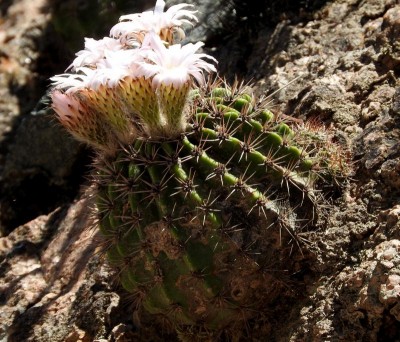 Acanthocalycium klimpelianum peitscherianum RB3026 - Capilla del Monte nach San Marcos Sierra, Cordoba 905m