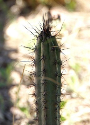Cereus aethiops RB3024 - Capilla del Monte, Dique El Cajon, Cordoba 985m