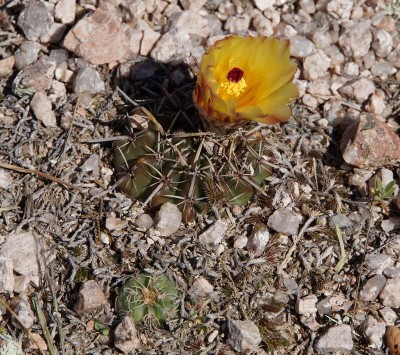 Notocactus submammulosus RB3042 - Capilla del Monte nach San Marcos Sierra, Cordoba 950m