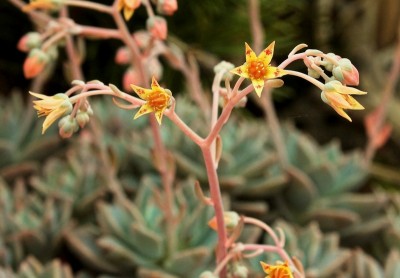 Graptoveria ´Pik Ruz´ 2009-182; Crassulaceae (3).jpg