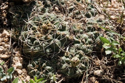 Gymnocalycium capillaense RB3023 - Capilla del Monte, Dique El Cajon, Cordoba 985m
