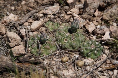 Gymnocalycium capillaense RB3039 - Capilla del Monte nach San Marcos Sierra, Cordoba 950m