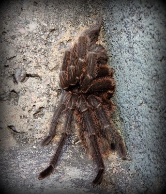Vogelspinne