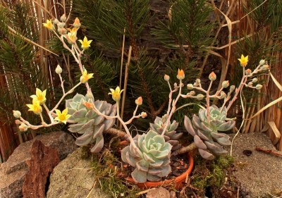 Graptoveria ´Titubans´; Crassulaceae (4).jpg