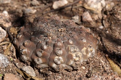 Gymnocalycium quehlianum RB3044 - Charbonier, nach Abzweig Terrones, Cordoba 1045m