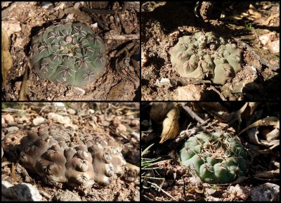 Gymnocalycium quehlianum RB3044 - Charbonier, nach Abzweig Terrones, Cordoba 1045m