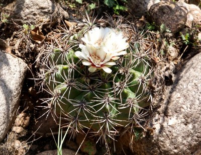 Gymnocalycium valnicekianum RB3065 - RP17, 7 km östl. Abzw. von RN38, 1120m