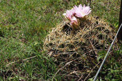 Gymnocalycium monvillei RB3054 - RP17, 1,5 km östl. Ongamira, Cordoba 1195m
