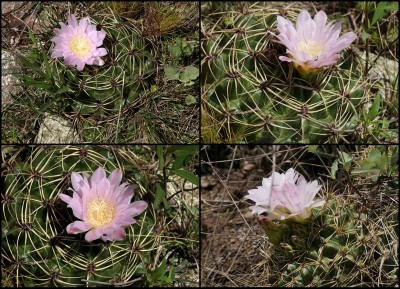 Gymnocalycium monvillei - div. Standorte
