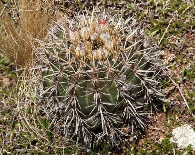 Notocactus submammulosus RB3052 - RP17, 1 km westl. Ongamira, 1212m