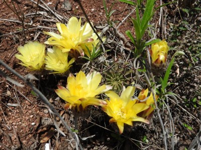 Echinopsis aurea RB3055 - Ongamira, Felsgipfel, Cordoba 1195m
