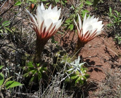 Trichocereus candicans RB3056 - Ongamira, Felsgipfel, Cordoba 1195m