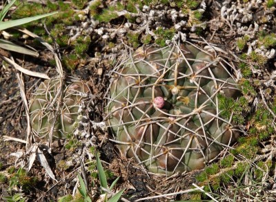 Gymnocalycium capillaense RB3048 - RP17 -  2 km westl. Ongamira, Cordoba 1252m