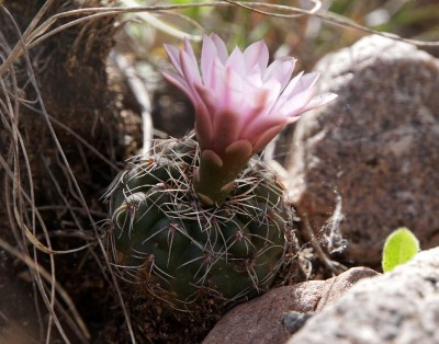 Gymnocalycium erinaceum paucisquamosum RB3060 - 2 km nach Ongamiraabzweig Richtung Ischilin, Cordoba 1195m