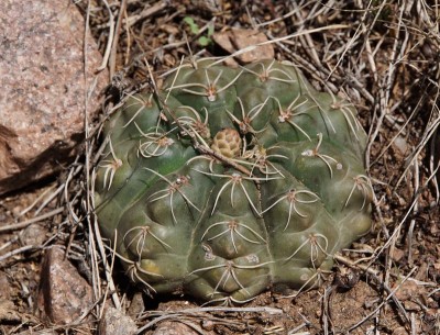 Gymnocalycium amerhauseri RB3064 - 2,5 km nach Ongamiraabzweig Richtung Ischilin, Cordoba 1170m