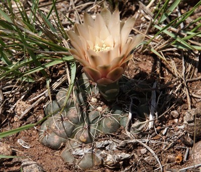 Gymnocalycium amerhauseri RB3064 - 2,5 km nach Ongamiraabzweig Richtung Ischilin, Cordoba 1170m