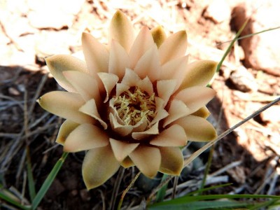 Gymnocalycium amerhauseri RB3064 - 2,5 km nach Ongamiraabzweig Richtung Ischilin, Cordoba 1170m