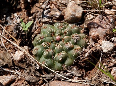 Gymnocalycium amerhauseri RB3064 - 2,5 km nach Ongamiraabzweig Richtung Ischilin, Cordoba 1170m