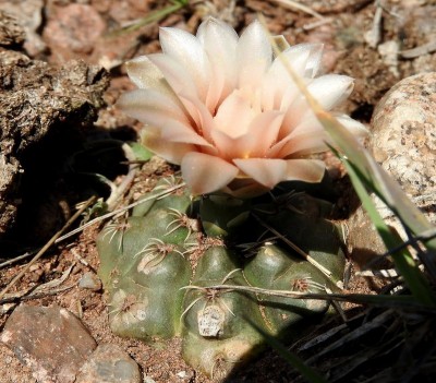 Gymnocalycium amerhauseri RB3064 - 2,5 km nach Ongamiraabzweig Richtung Ischilin, Cordoba 1170m