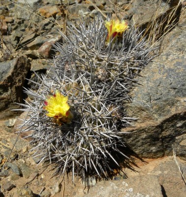 Copiapoa megarhiza echinata RB2129 - Atacama, östl. Caleta Pajonal