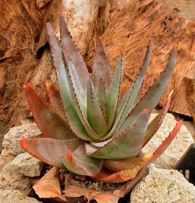 Aloe capitata var. quartziticola 1995-7-3877-1; Xanthorrhoeaceae (2).jpg