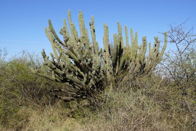 Stetsonia coryne RB3070 - 2 km südl. Quilino, Cordoba 435m