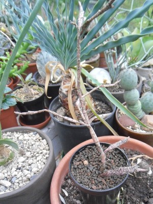 Euphorbia platyclada 2015-11a.JPG (239.5 KiB) 7006 mal betrachtet Euphorbia platyclada ganze Pflanze