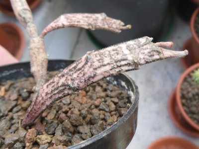 Euphorbia platyclada 2015-1a.JPG (176.33 KiB) 7006 mal betrachtet Euphorbia platyclada Trieb Nahaufnahme