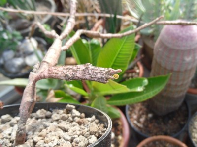 Euphorbia platyclada 2015-10-27b.JPG (169.03 KiB) 7006 mal betrachtet Euphorbia platyclada, Blüte 1