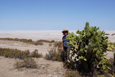 Opuntia quimilo RB3076 - Lucio V. Mansilla, Salinas Grandes, Cordoba 180m