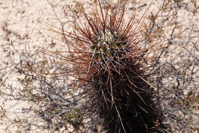 Echinopsis leucantha RB3075 - Lucio V. Mansilla, Salinas Grandes, Cordoba 180m