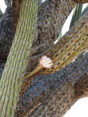DSCN1231.JPG (135.18 KiB) 10635 mal betrachtet Stetsonia coryne RB3073 - Lucio V. Mansilla, Salinas Grandes, Cordoba 189m