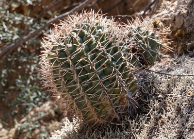 Gymnocalycium schickendantzii RB3071 - Lucio V. Mansilla, Salinas Grandes, Cordoba 189m