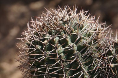 Gymnocalycium schickendantzii RB3071 - Lucio V. Mansilla, Salinas Grandes, Cordoba 189m