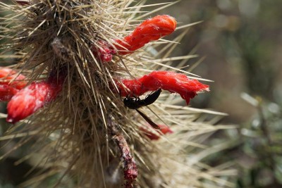 Cleistocactus baumannii RB3072 - Lucio V. Mansilla, Salinas Grandes, Cordoba 189m